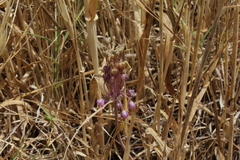 Allium daninianum