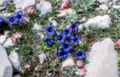 Gentiana acaulis