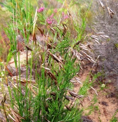 Thamnochortus cinereus