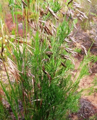Thamnochortus cinereus