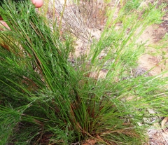 Thamnochortus cinereus