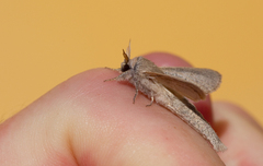 Phragmataecia castaneae