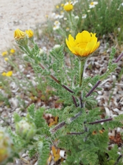 Anacyclus radiatus