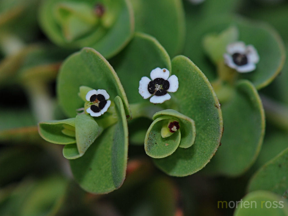 Euphorbia amplexicaulis