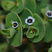Euphorbia amplexicaulis - Photo (c) Morten Ross,  זכויות יוצרים חלקיות (CC BY-NC), הועלה על ידי Morten Ross