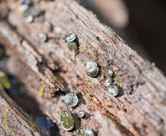 Chlorencoelia versiformis