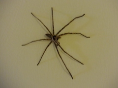 Heteropoda venatoria