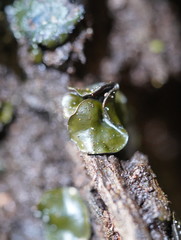 Chlorencoelia versiformis