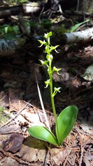 Platanthera hookeri