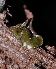 Chlorencoelia versiformis