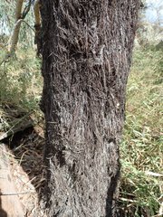 Allocasuarina inophloia