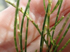 Allocasuarina inophloia