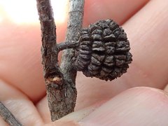 Allocasuarina inophloia