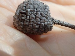 Allocasuarina inophloia