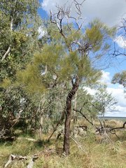 Allocasuarina inophloia
