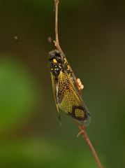 Libelloides macaronius