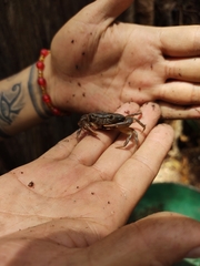 Pseudothelphusa dugesi