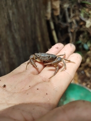 Pseudothelphusa dugesi