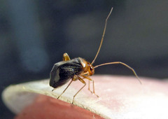 Halticus luteicollis