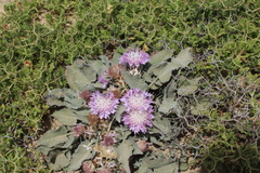 Centaurea pumilio