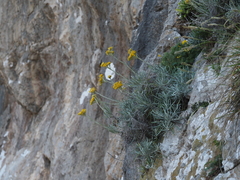 Helichrysum pendulum fontanesii