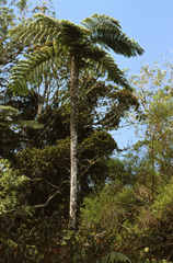 Alsophila borbonica