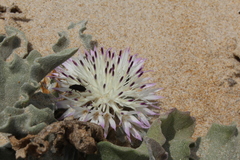Centaurea pumilio