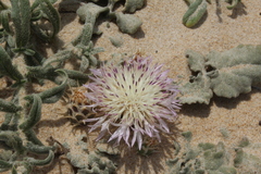 Centaurea pumilio