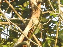 Phylloscopus ibericus