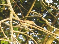 Phylloscopus ibericus