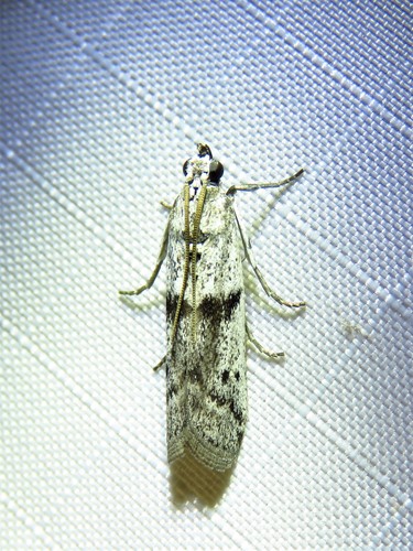 Black-banded Homoeosoma Moth