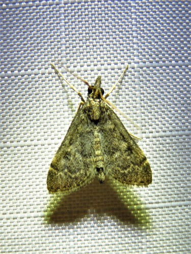 Steniodes declivalis photo 4