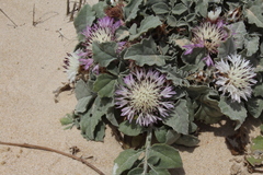 Centaurea pumilio