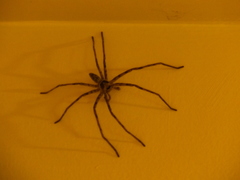 Heteropoda venatoria