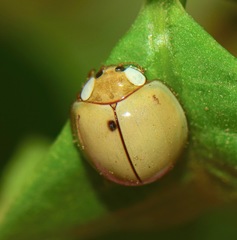 Paraneda viridescens