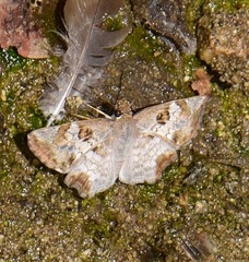 Antigonus emorsa