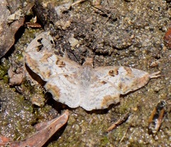 Antigonus emorsa
