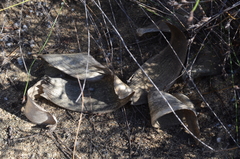 Brunsvigia orientalis