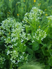 Lepidium draba