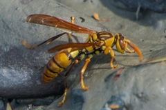 Polistes diabolicus