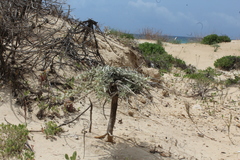 Convolvulus secundus