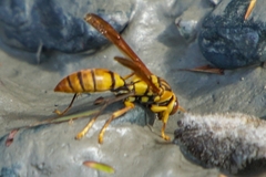 Polistes diabolicus