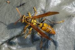 Polistes diabolicus