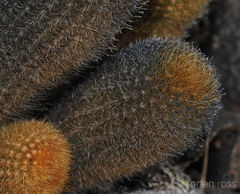Brachycereus nesioticus