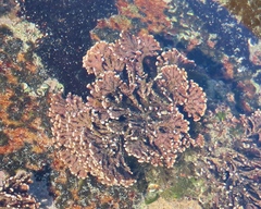 Amphiroa