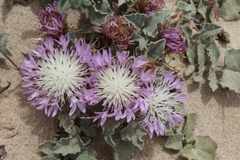 Centaurea pumilio