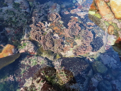 Amphiroa