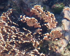 Amphiroa