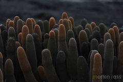 Brachycereus nesioticus