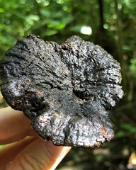 Sanguinoderma